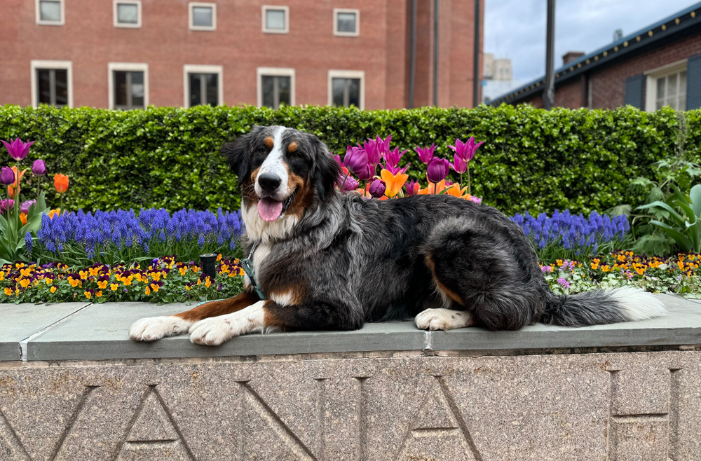 Marley sits on a cement platform inscribed with ‘Pennsylvania Hospital’ with a garden of flowers behind him.